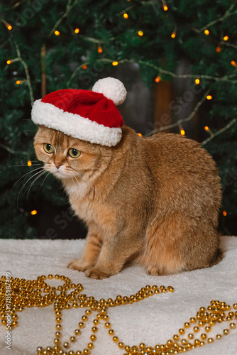 A sad red British cat wearing a red hat in a New Year decoration