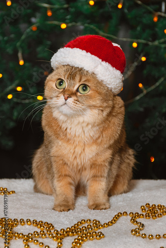 A thoughtful red British cat in a red hat and New Year decorations