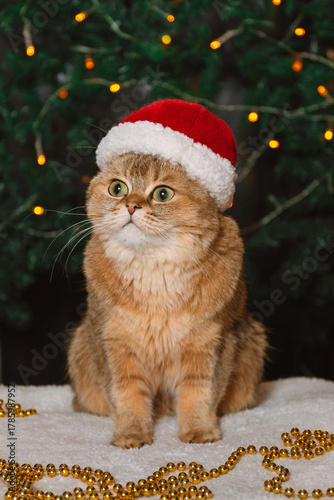 A funny red British cat wearing a red hat in a New Year decoration