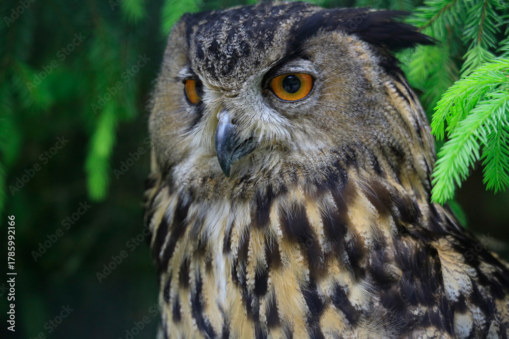 Fototapeta premium Waldohreule (Asio otus) Kopf, Portrait 