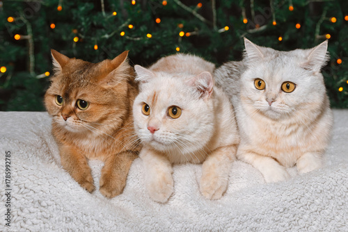 Three different British cats lying side by side against the backdrop of Christmas lights