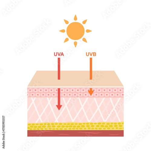 UVA and UVB damages to human skin. Ultraviolet A has a longer wavelength. It is associated with winkles. Ultraviolet B has a shorter wavelength. It is associated with dark spot. beauty and health care