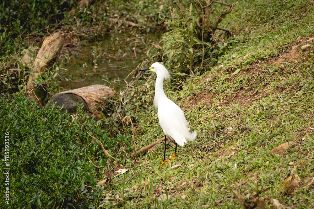 Obraz premium A snowy egret (Egretta thula) standing near a pond in lush green vegetation at Horto Florestal Park, São Paulo, Brazil.