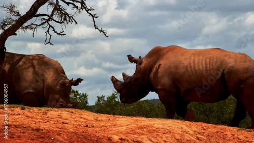 Two white rhinos gently tussle at a watering hole in the South African savanna