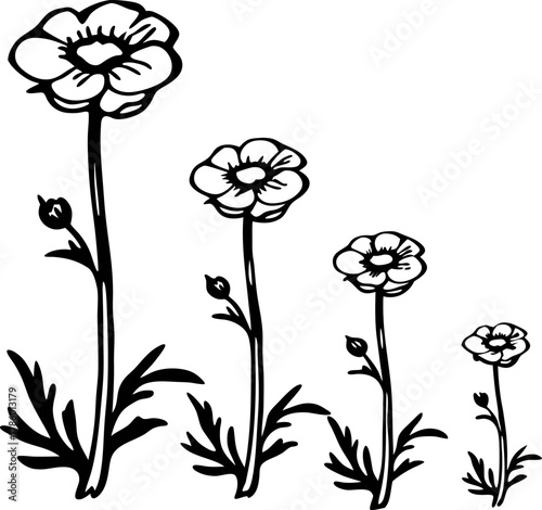 Hand drawn wildflowers silhouette, botanical illustration with black outline, simple floral growth stages, natural line art