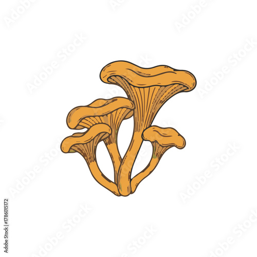 Illustration of a cluster of vibrant orange chanterelle mushrooms, detailed drawing style.
