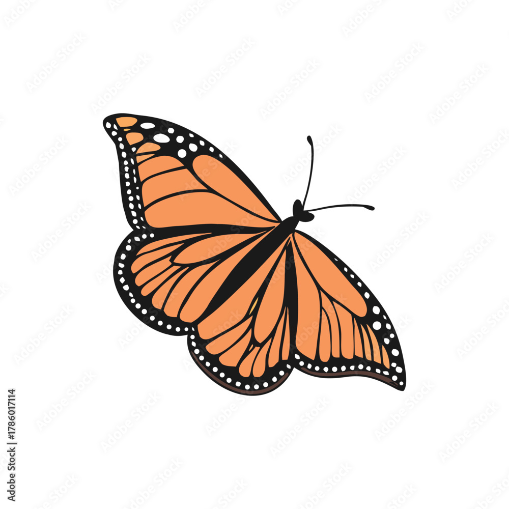Fototapeta premium Monarch Butterfly Illustration on White Background