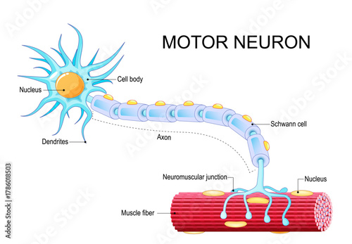 Motor neuron anatomy. Departing neural impulse from nerve cell to Muscle fiber