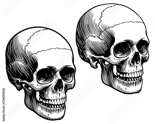 Two detailed black and white skulls in profile facing different directions