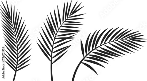 Minimalist black and white illustration of tropical palm leaves, elegant botanical design for decoration, nature pattern, and vector art