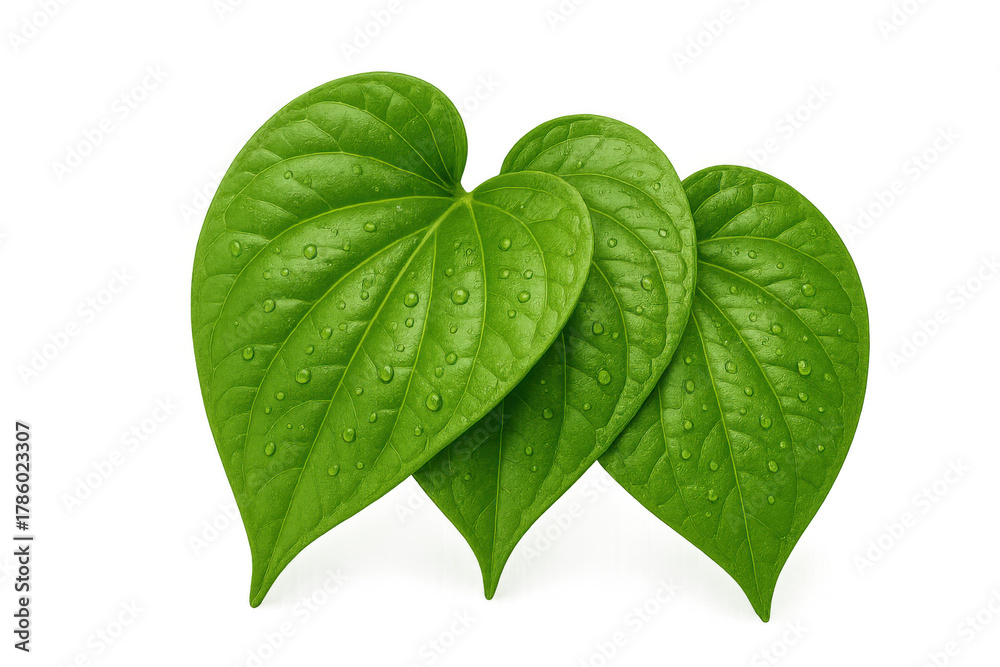 Obraz premium Three fresh green foliage with water drops, a healthy heart-shaped plant leaf on transparent background