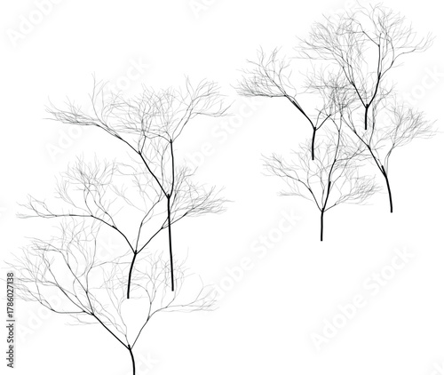 Bare tree abstract branches on white background