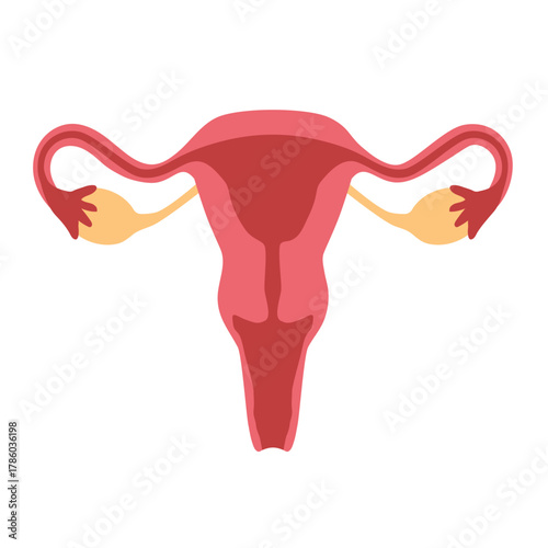 female reproductive system with uterus, ovaries, fallopian tubes, and cervix, perfect for medical, educational, and anatomical designs- vector illustration