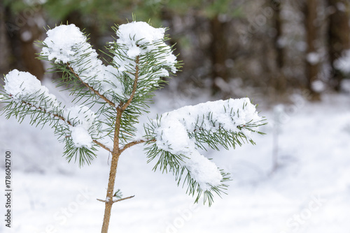 A young, small, snowy pine tree in the winter forest.
