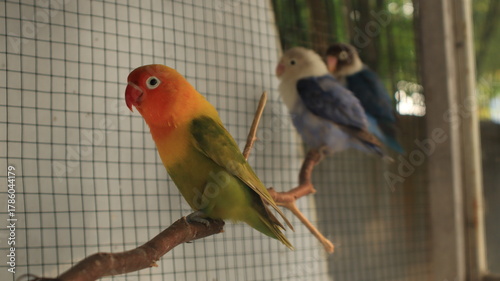 Quadro su tela lovebird with attractive feather color in a cage