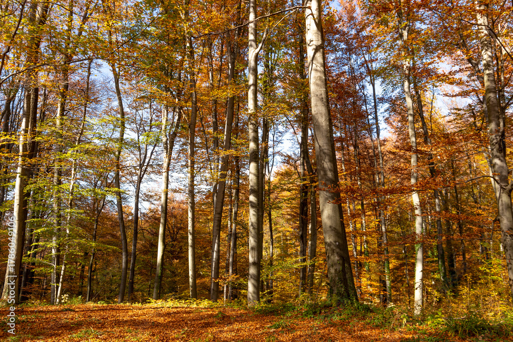 Fototapeta premium Colorful beech forest in the mountains on a sunny autumn day