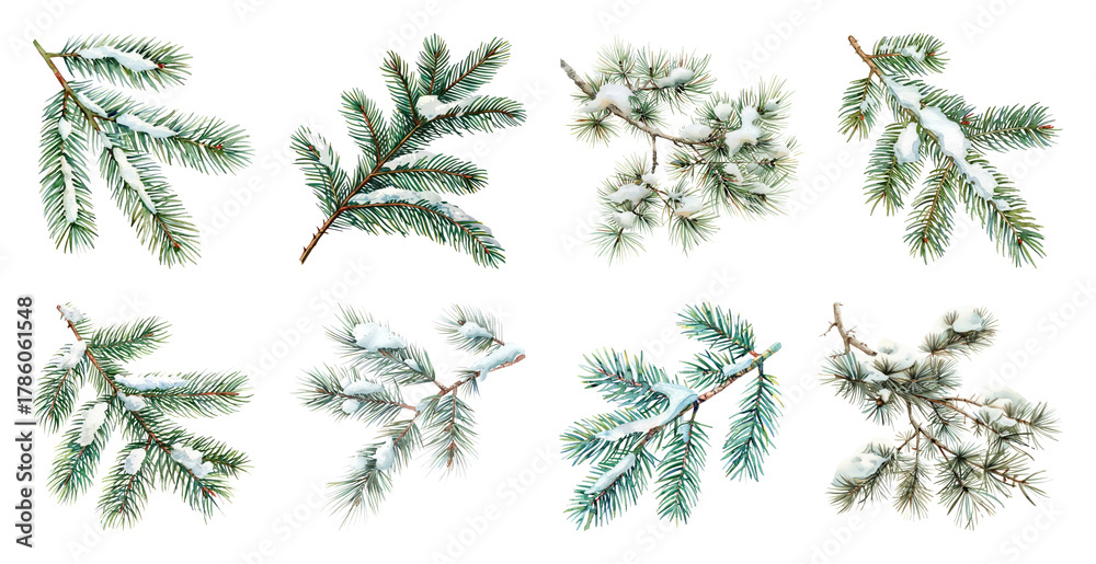 Fototapeta premium PNG Snow-covered evergreen branches collection, element set on transparent background