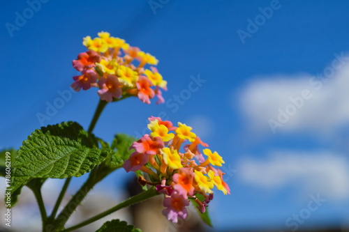 red and yellow flowers lantana camara blue sky with clouds