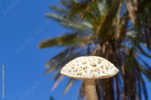 a mushroom blue sky and palm tree 