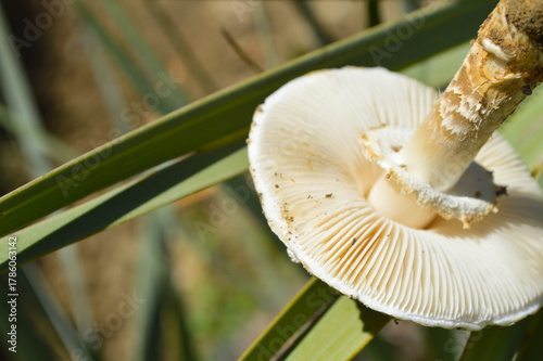 close up of a mushroom on palm leaf