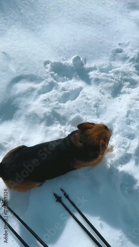 Dog Playing in Snow Mountains.
Corgi mix joyfully runs through fresh snow on mountain trail in French Pyrenees.