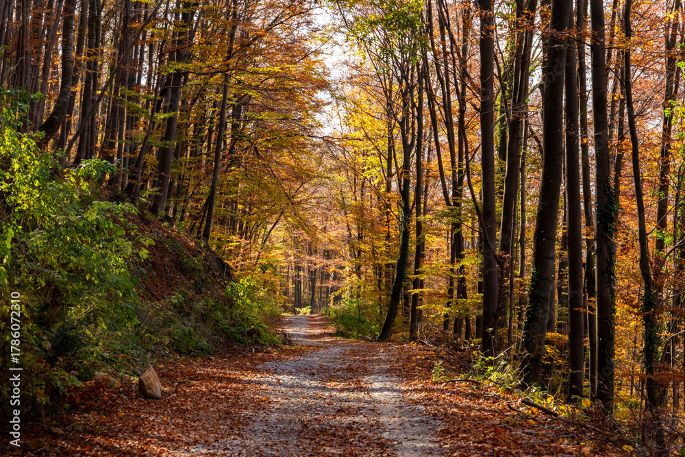 Fototapeta premium Mountain beech forest on a bright autumn day