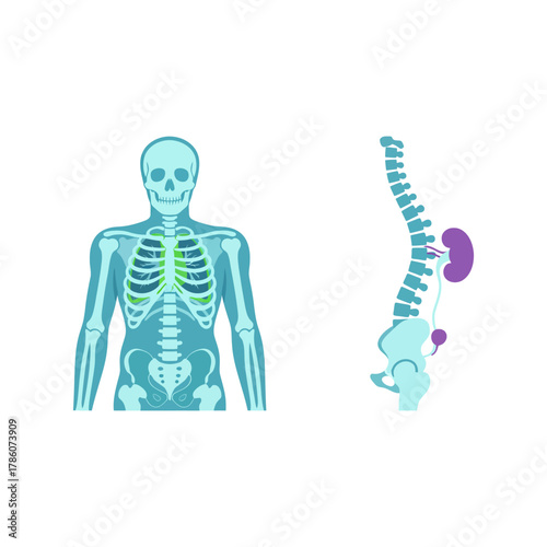 High-Quality Medical X-Ray Images for Healthcare Professionals and Education