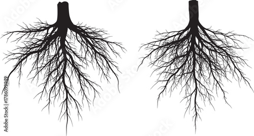 Two detailed root systems in silhouette