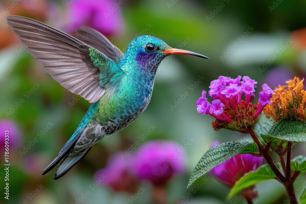 Fototapeta premium Vibrant Hummingbird in Flight Near Purple Flowers A Stunning Natural Scene