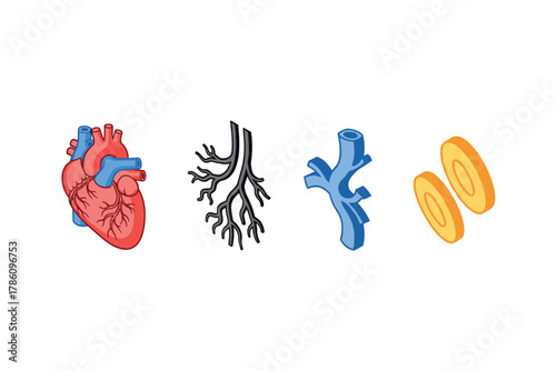 Human anatomy and circulatory system icons for educational and medical use