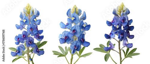 Wallpaper Mural A vibrant display of bluebonnet flowers showcasing their intricate petals and lush green leaves, set against a clear background, ideal for nature-themed projects or botanical studies Torontodigital.ca