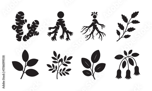 Herbal plant roots leaves and flowers icon set.