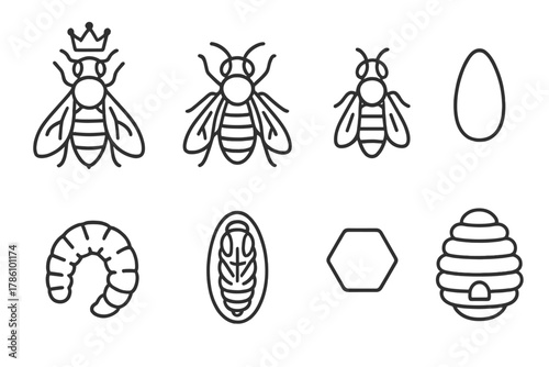 Bee Colony Icons. Line style icons of Bee Colony: Queen Bee, Worker Bee, Drone, Egg, Larva, Pupa, Comb Cell, Hive Entrance, No