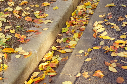遊歩道の側溝の落ち葉