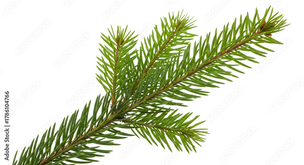 Obraz premium Fresh green fir branch isolated on white background perfect for Christmas decorations and natural design elements