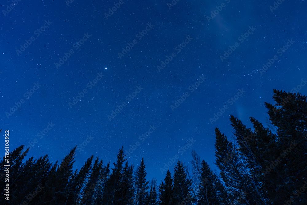 Naklejka premium night sky in the forest