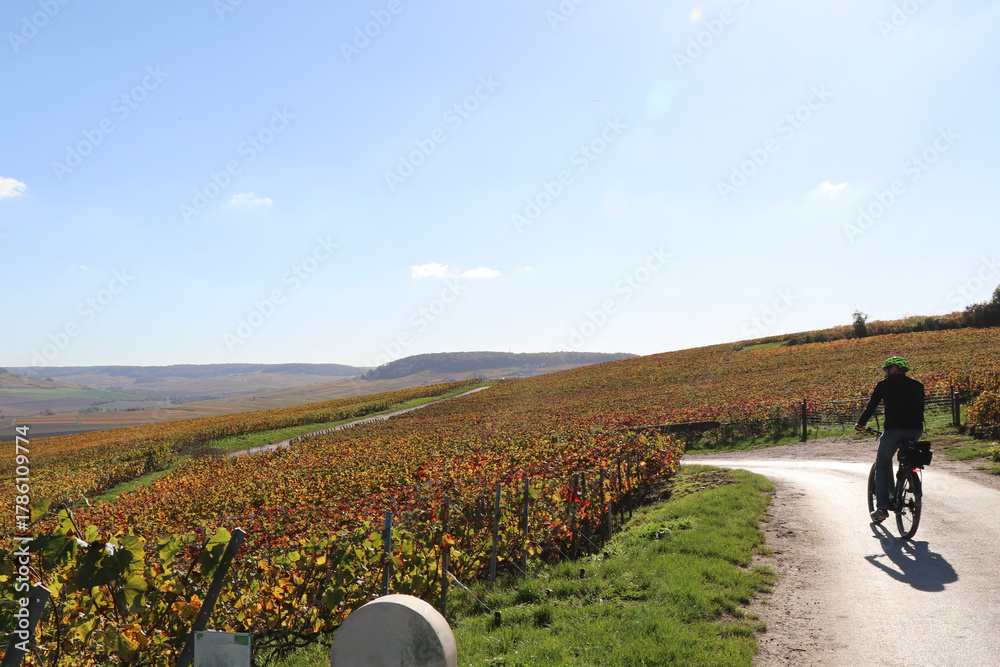 Naklejka premium man with yellow helmet cycling through fields of colorful grape vines of champagne vinyards near Epernay, France, in the fall.