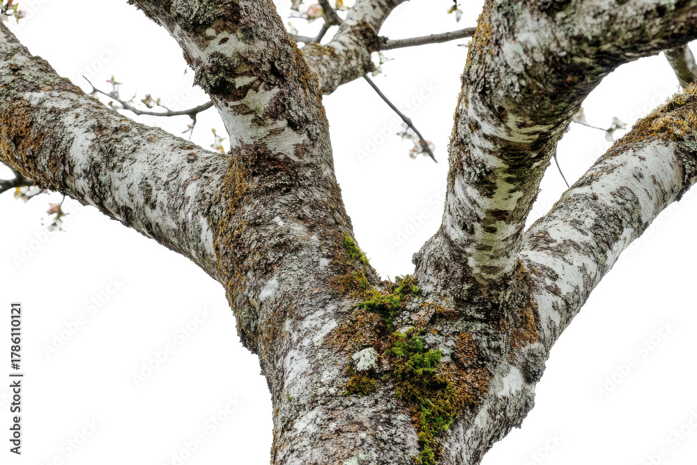 Obraz premium Close up of a textured tree trunk with moss and lichen isolated on transparent background. Cherry trees full trunk isolated on white background.