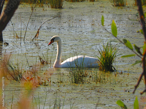 Wild white swans. Wildlife. Russia, Ural Mountains, Perm Krai