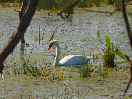 Wild white swans. Wildlife. Russia, Ural Mountains, Perm Krai