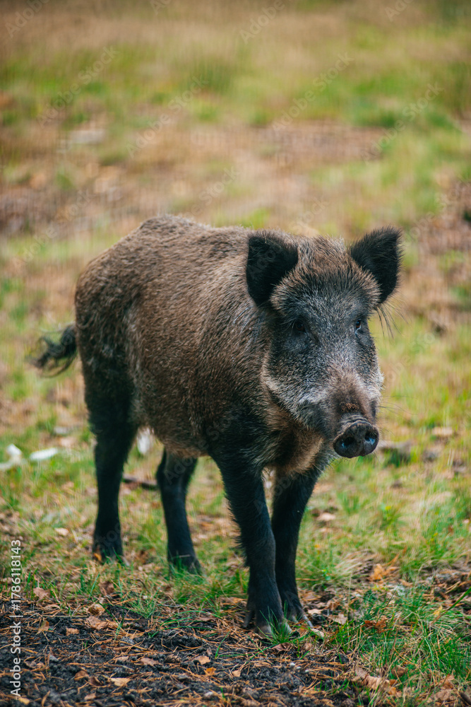 Naklejka premium wild boar in the forest