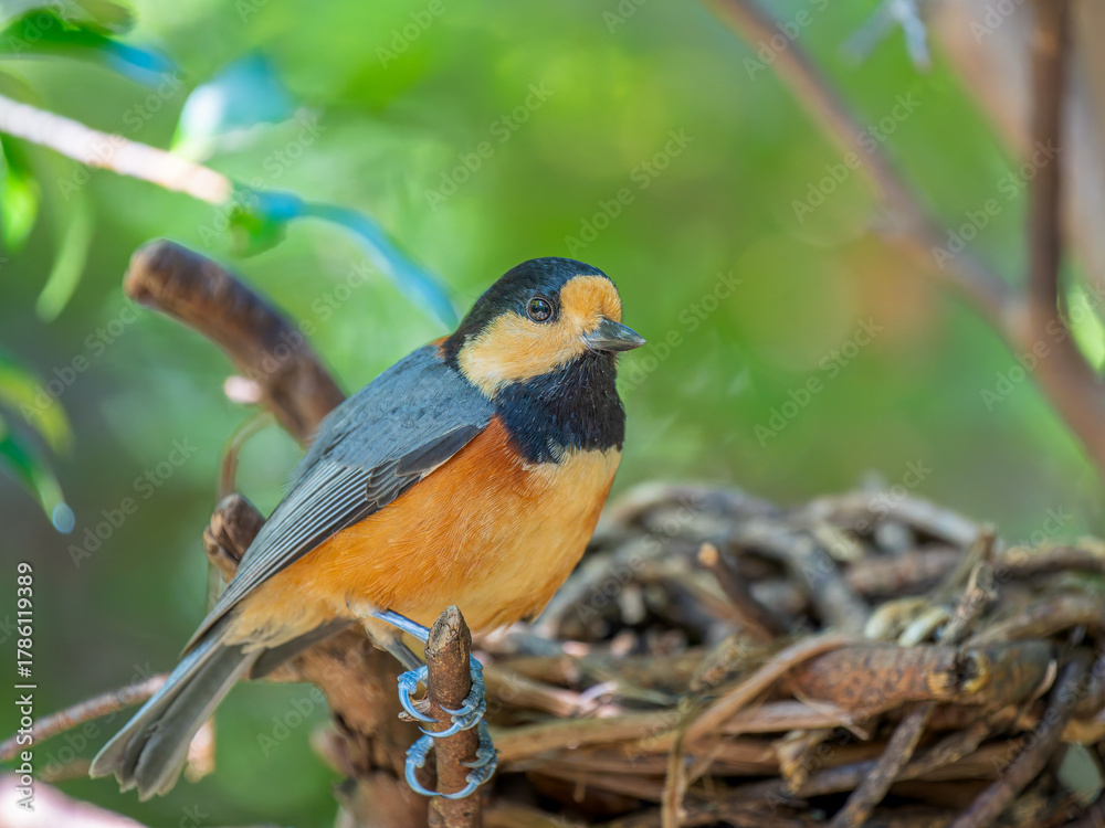 Fototapeta premium 枝にとまるヤマガラ