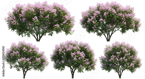 Five purple flowering lilac bushes isolated on white background