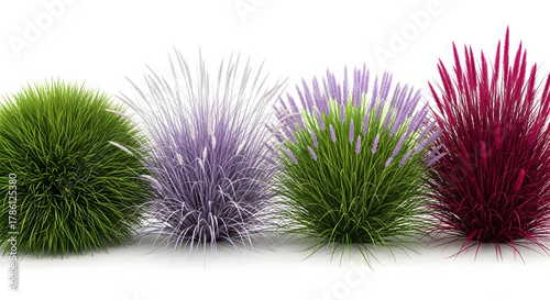 Colorful ornamental grass plants collection isolated on white
