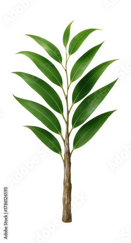 Eucalyptus branch featuring long, fragrant leaves and multicolored, peeling bark.