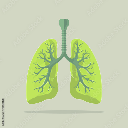Illustration of Human Lungs Depicting the Respiratory System
