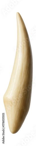 Elongated, sharp canine tooth from a baboon.