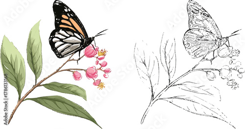 two images side by side, the left one is an illustration of a monarch butterfly on slender green leaves with pink flower buds, in a simple and minimalistic vector