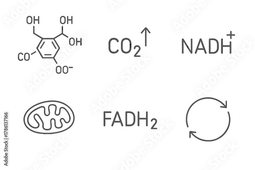 Krebs Cycle Icons. Line style icons of Krebs Cycle: citrate molecule, CO2 release, NADH output, mitochondrial matrix, FADH2