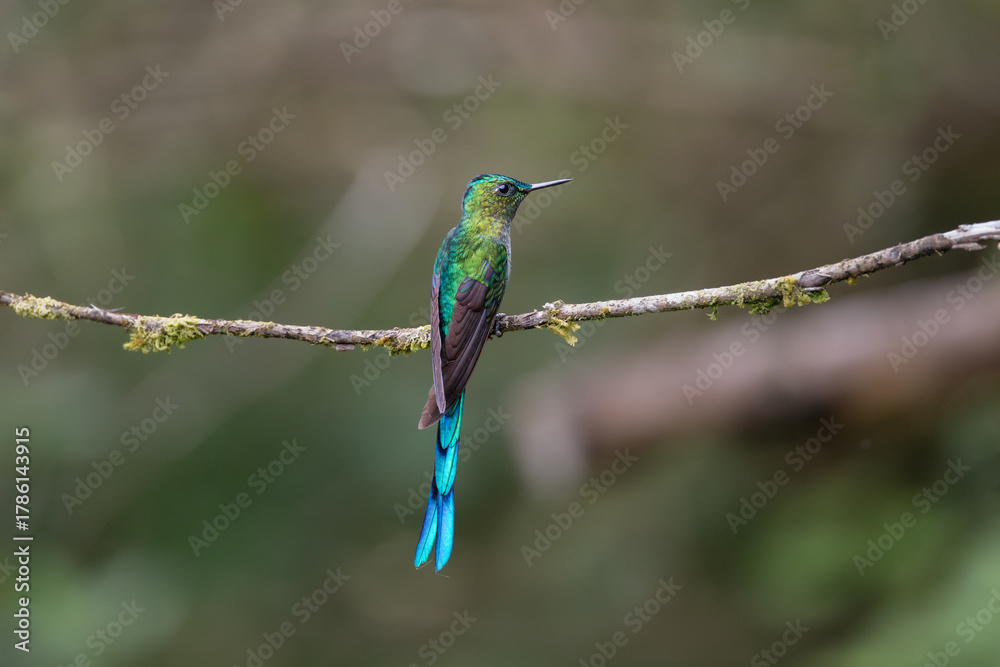 Fototapeta premium Long-tailed Sylph (Aglaiocercus kingii) perched on a mossy branch in the cloud forest of Díaz de Pineda, Ecuador, South America — vibrant green and blue hummingbird in natural habitat